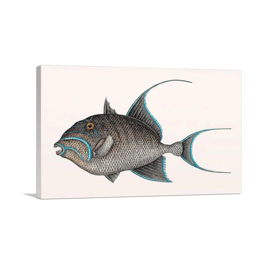Old Wife Fish