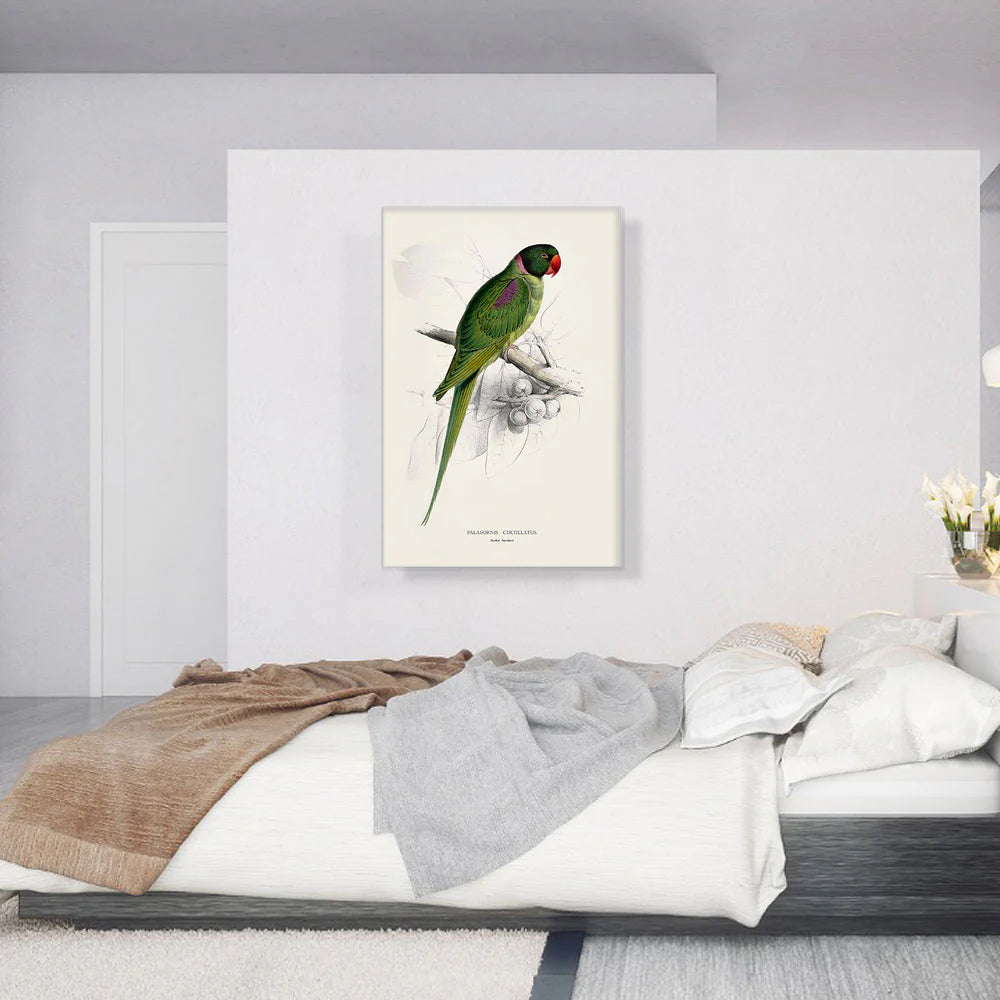 Hooded Parakeet 1832