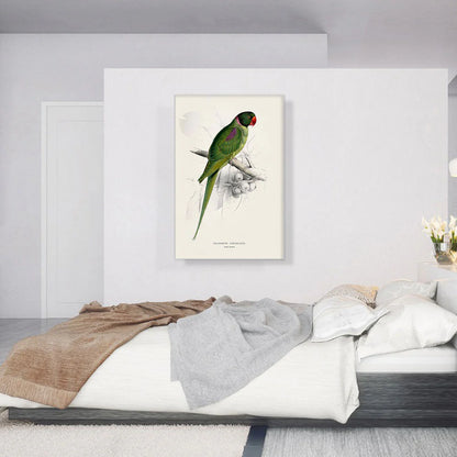 Hooded Parakeet 1832